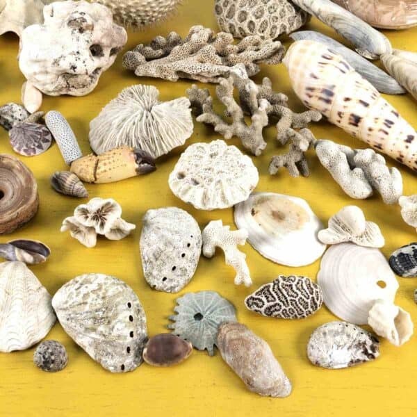 lotto di conchiglie, coralli e pesce palla - immagine 5